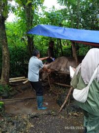 Upaya Tingkatkan Kesehatan Ternak, Posyandu Hewan Digelar di Padukuhan Jati